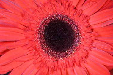 Bulanık arkaplanda güzel Gerbera çiçeğini kapat. 
