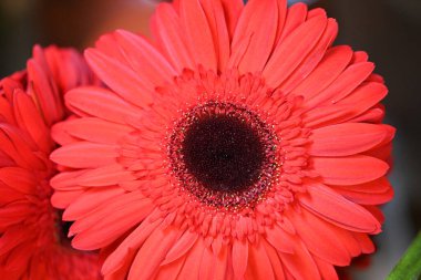 Bulanık arkaplanda güzel Gerbera çiçeğini kapat. 