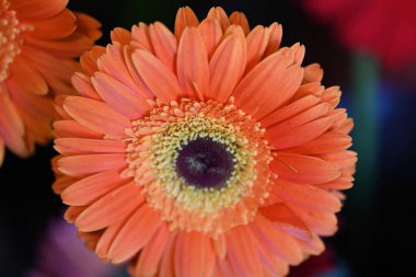 Bulanık arkaplanda güzel Gerbera çiçeğini kapat. 