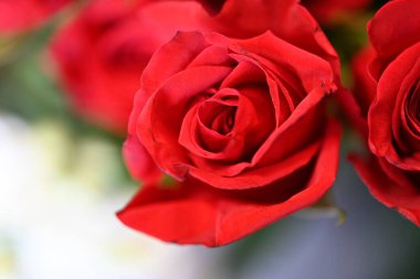 Güzel kırmızı gülü kapat 