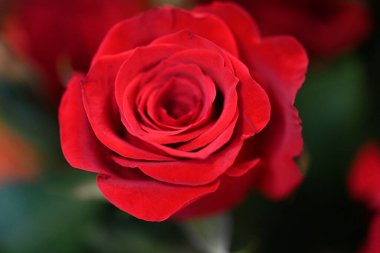 Güzel kırmızı gülü kapat 