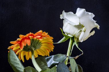 Koyu arkaplanda güzel çiçeklerin manzarasını kapat