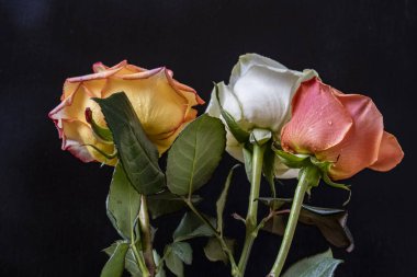 Siyah arkaplanda gülleri kapat 