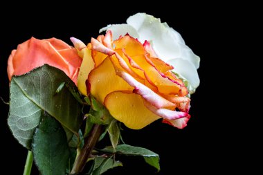 Siyah arkaplanda gülleri kapat 