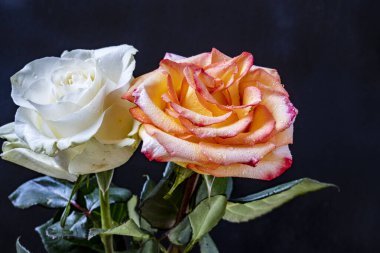 Siyah arkaplanda gülleri kapat 