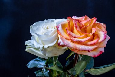 Siyah arkaplanda gülleri kapat 