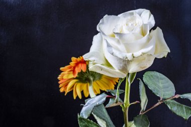 Gül ve Gerbera çiçekleri siyah arkaplanı kapatır