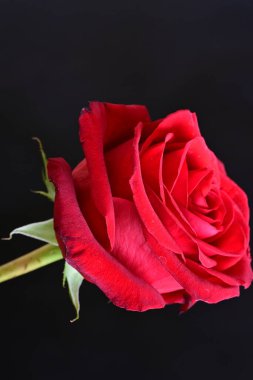 Güzel kırmızı gülü kapat 