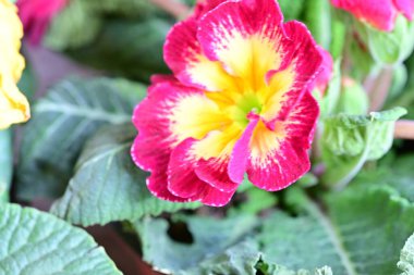 Bulanık arkaplanda güzel menekşeler 