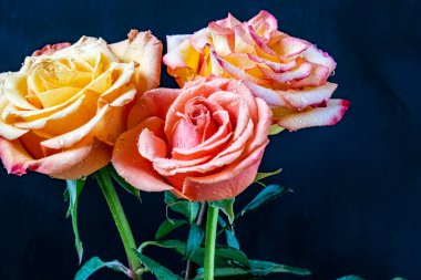 Siyah arka planda güzel güller, yakın plan 