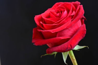 Güzel kırmızı gülü kapat 