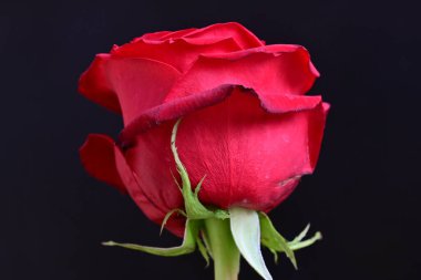 Güzel kırmızı gülü kapat 