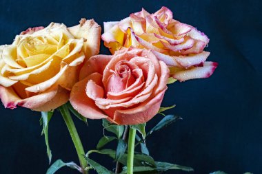 Siyah arka planda güzel güller, yakın plan 