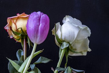 Siyah arka planda gül ve lale çiçekleri 