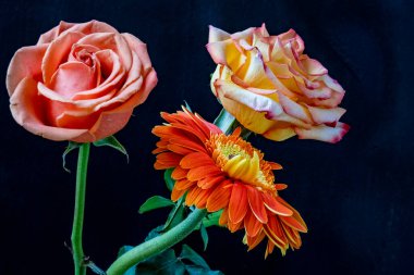 Gül ve Gerbera çiçekleri siyah arkaplanı kapatır