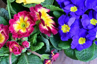 açık büyüyen çiçeklerin yakın çekim