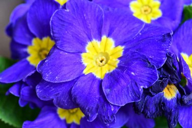 Bahar menekşeleri, bahar çiçekleri.