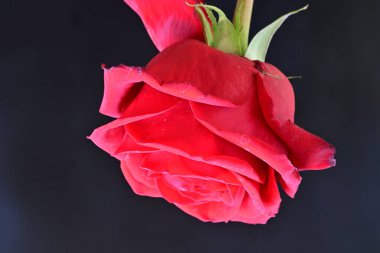 Siyah arkaplanda kırmızı gül 