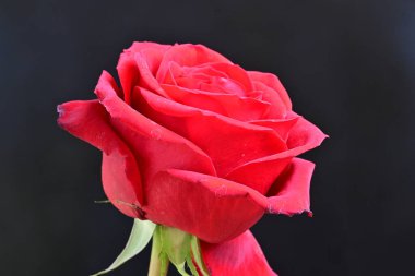 Siyah arkaplanda kırmızı gül 