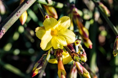 açık büyüyen sarı çiçekler yakın