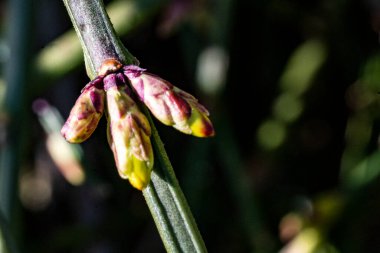 Koyu arkaplanda güzel çiçeklerin manzarasını kapat