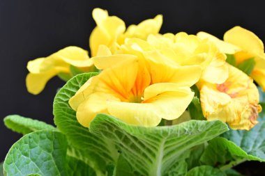 Koyu arkaplanda güzel çiçeklerin manzarasını kapat