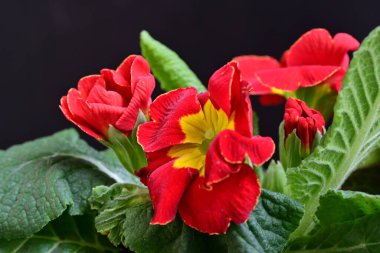 Koyu arkaplanda güzel çiçeklerin manzarasını kapat