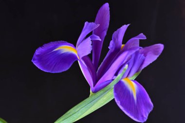 mor iris çiçeği, yakın görüş