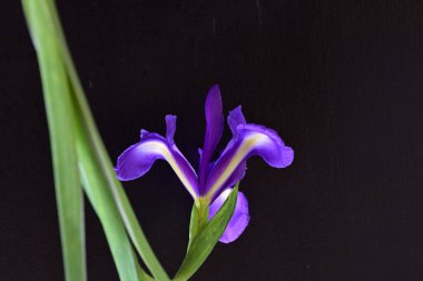 mor iris çiçeği, yakın görüş