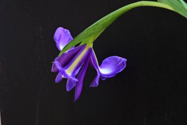 mor iris çiçeği, yakın görüş