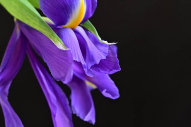 mor iris çiçeği, yakın görüş