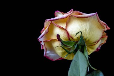 Siyah arkaplanda sarı gülü kapat 