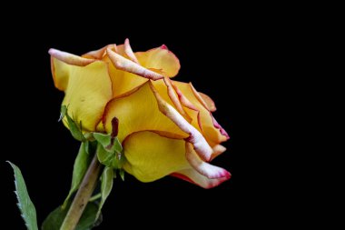 Siyah arkaplanda sarı gülü kapat 