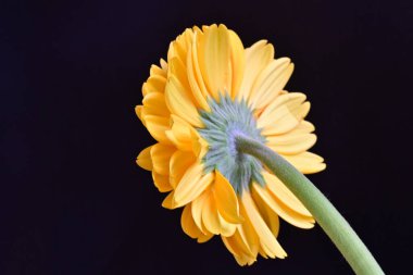 Gerbera çiçeğini koyu arkaplanda kapat