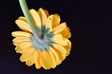 Gerbera çiçeğini koyu arkaplanda kapat