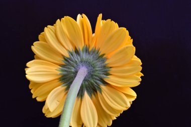 Gerbera çiçeğini koyu arkaplanda kapat