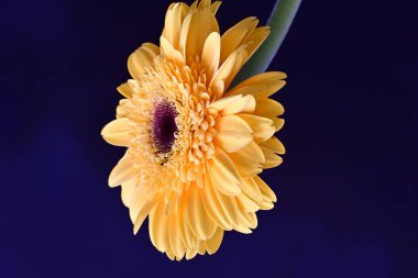 Gerbera çiçeğini koyu arkaplanda kapat