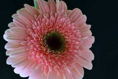 Gerbera çiçeğini koyu arkaplanda kapat