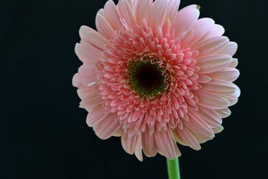 Gerbera çiçeğini koyu arkaplanda kapat