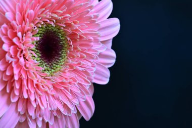 Gerbera çiçeğini koyu arkaplanda kapat