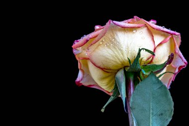 Siyah arkaplanda sarı gülü kapat 