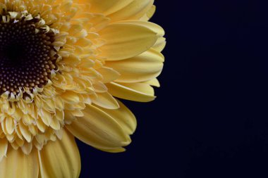 Gerbera çiçeğini koyu arkaplanda kapat