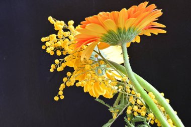 Siyah arkaplanda kırmızı ve sarı Gerbera çiçekleri 