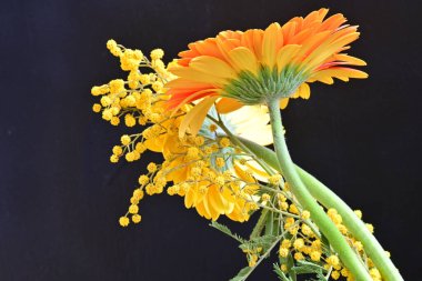 Koyu arkaplanda güzel çiçeklerin manzarasını kapat