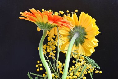Siyah arkaplanda kırmızı ve sarı Gerbera çiçekleri 