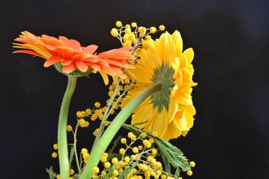 Siyah arkaplanda kırmızı ve sarı Gerbera çiçekleri 