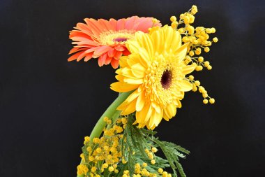 Siyah arkaplanda kırmızı ve sarı Gerbera çiçekleri 