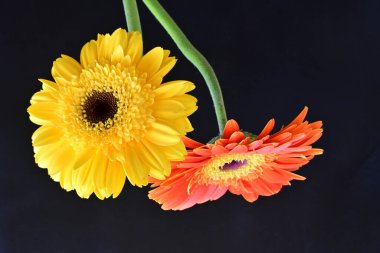 Siyah arkaplanda kırmızı ve sarı Gerbera çiçekleri 