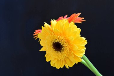 Siyah arkaplanda kırmızı ve sarı Gerbera çiçekleri 