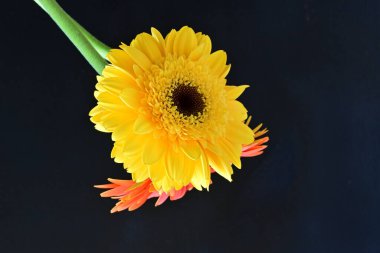 Siyah arkaplanda kırmızı ve sarı Gerbera çiçekleri 